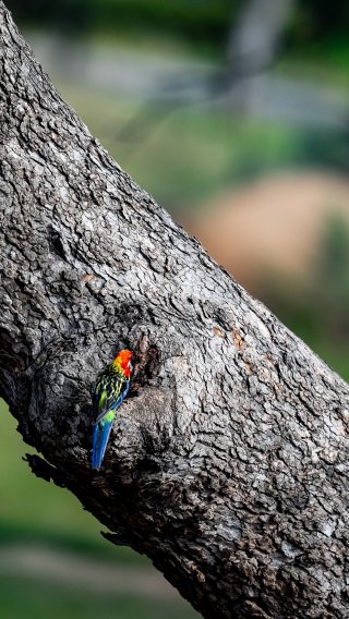 12h Bathurst 2025 -  Meguiar&rsquo;s Bathurst 12 Hour - Intercontinental GT Challenge Round 1 - Foto: Gruppe C Photography | Gruppe C Photography